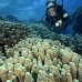coral_hard_ad1_si_v_0061_egy3763.jpg